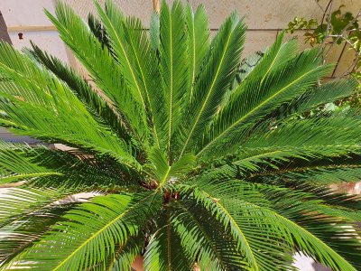 Prophet Elisha Greek Orthodox Church