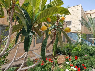 Monastery of St.Theodosius