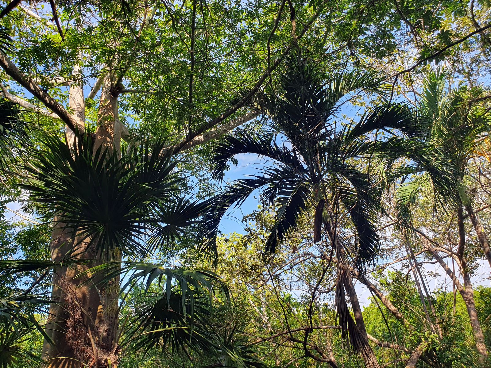 Tulum Spaziergang Natur