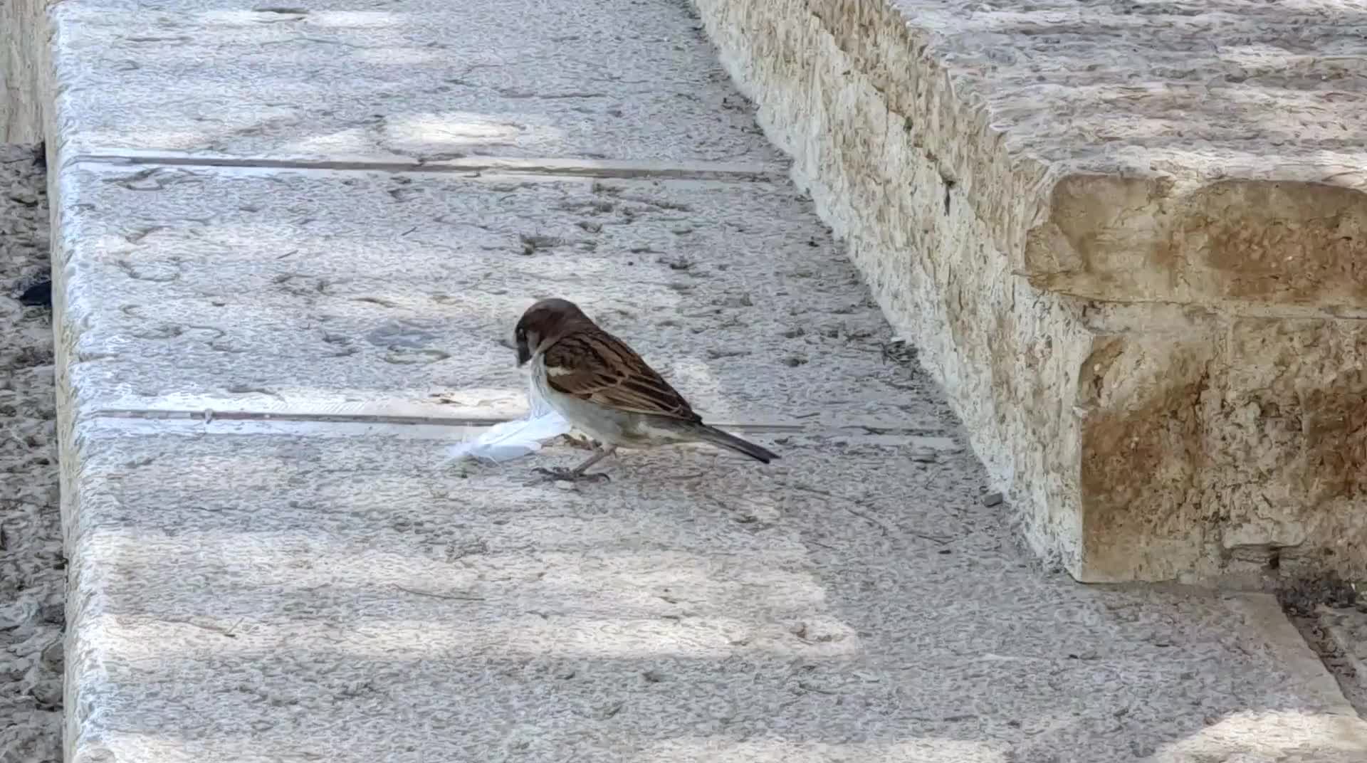 Video - Andachtsstätte Qasr al Yahud 2023